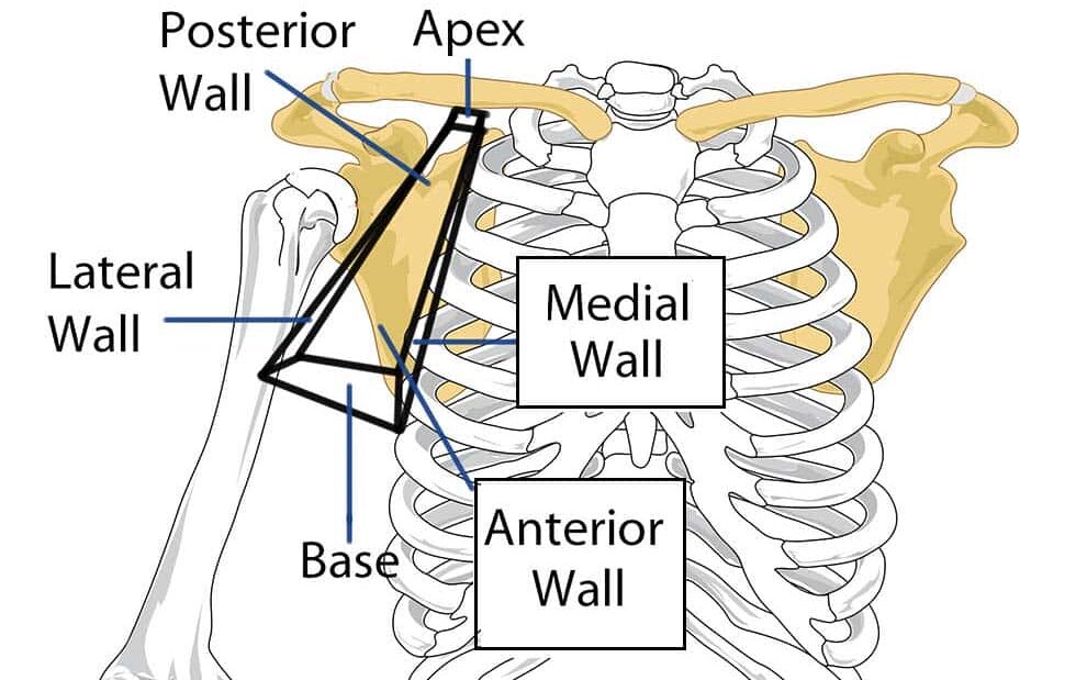 Axillary region